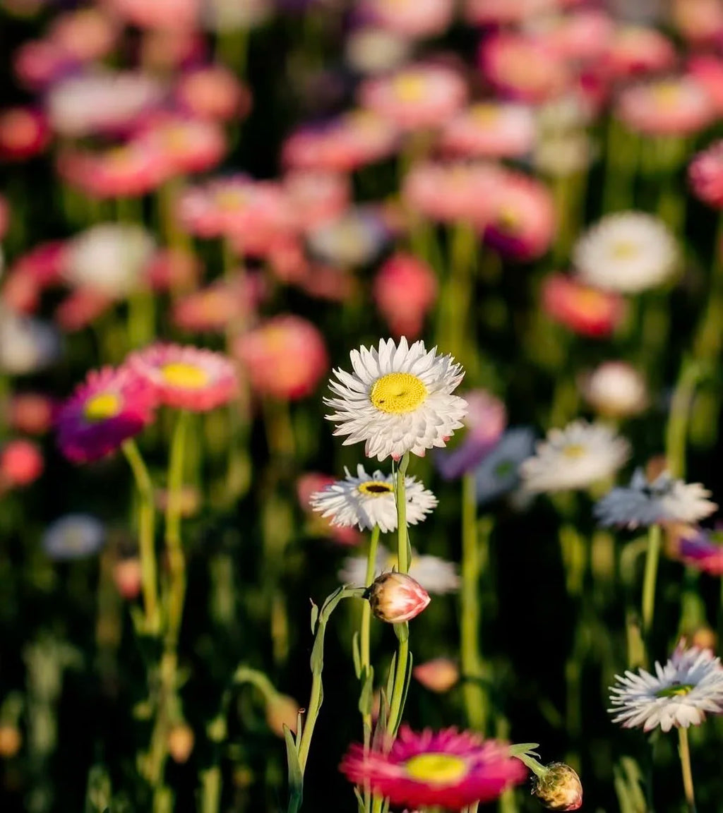 Petal & Bow - Paper Daisy - Seed Packs & Everlasting Dried Mini Bouquets