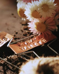 Petal & Bow - Paper Daisy - Seed Packs & Everlasting Dried Mini Bouquets