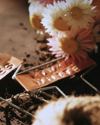 Petal & Bow - Paper Daisy - Seed Packs & Everlasting Dried Mini Bouquets