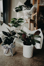 Pre-Order Plant of the Week
