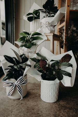 Pre-Order Plant of the Week