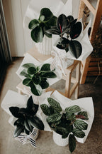 Pre-Order Plant of the Week
