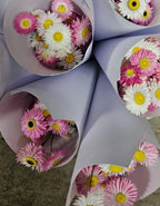 Petal & Bow - Paper Daisy - Seed Packs & Everlasting Dried Mini Bouquets