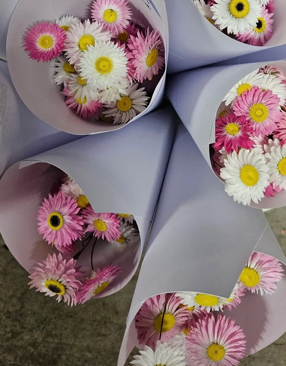 Petal & Bow - Paper Daisy - Seed Packs & Everlasting Dried Mini Bouquets