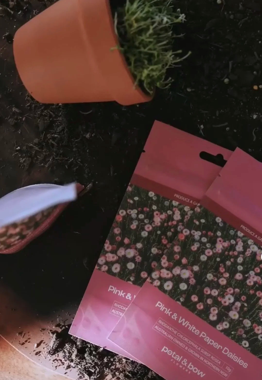 Petal & Bow - Paper Daisy - Seed Packs & Everlasting Dried Mini Bouquets