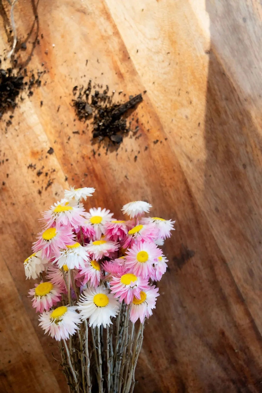Petal & Bow - Paper Daisy - Seed Packs & Everlasting Dried Mini Bouquets