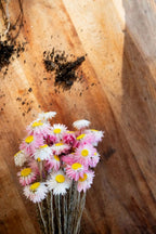 Petal & Bow - Paper Daisy - Seed Packs & Everlasting Dried Mini Bouquets