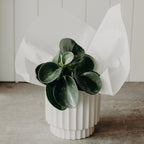 Pre-Order Plant of the Week