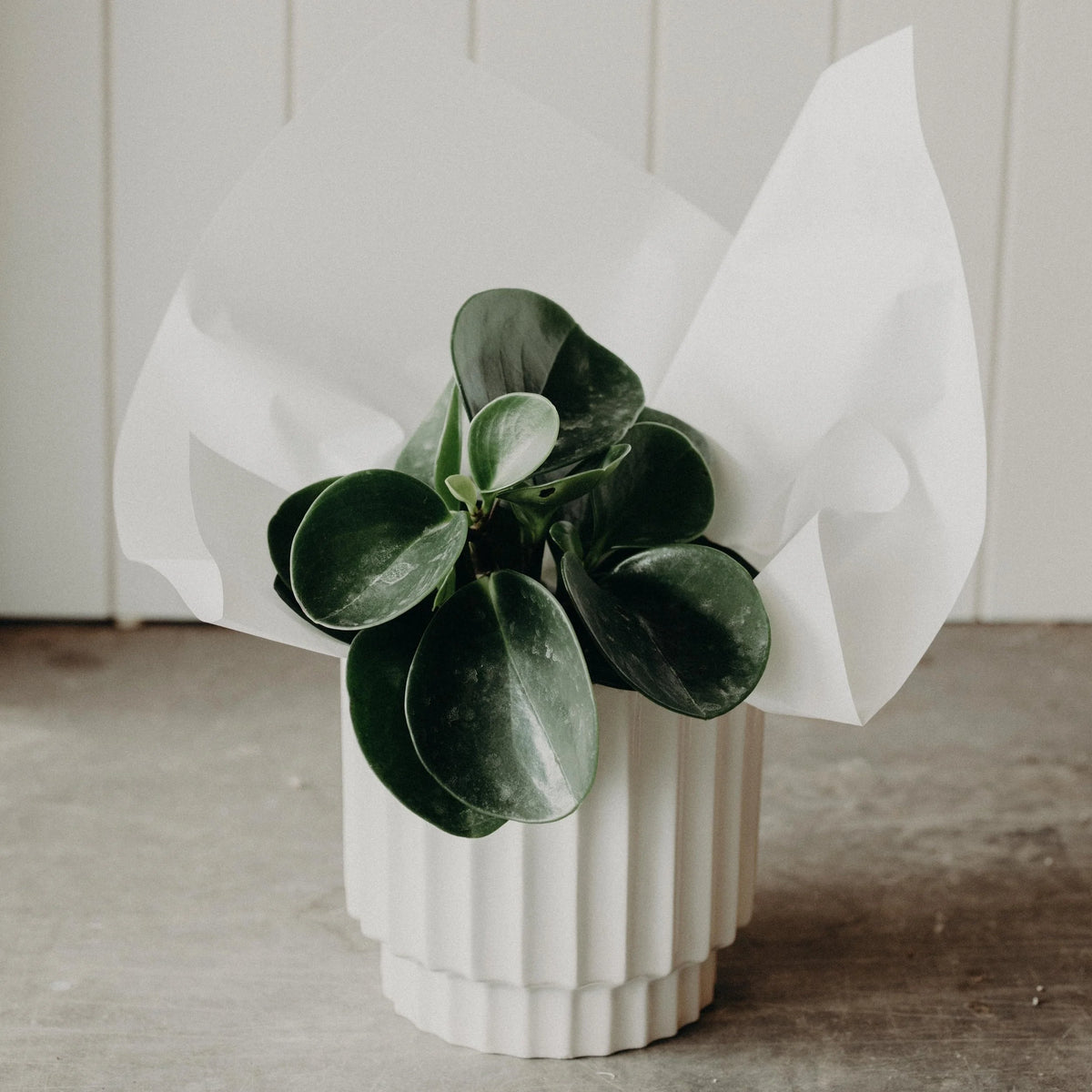 Pre-Order Plant of the Week