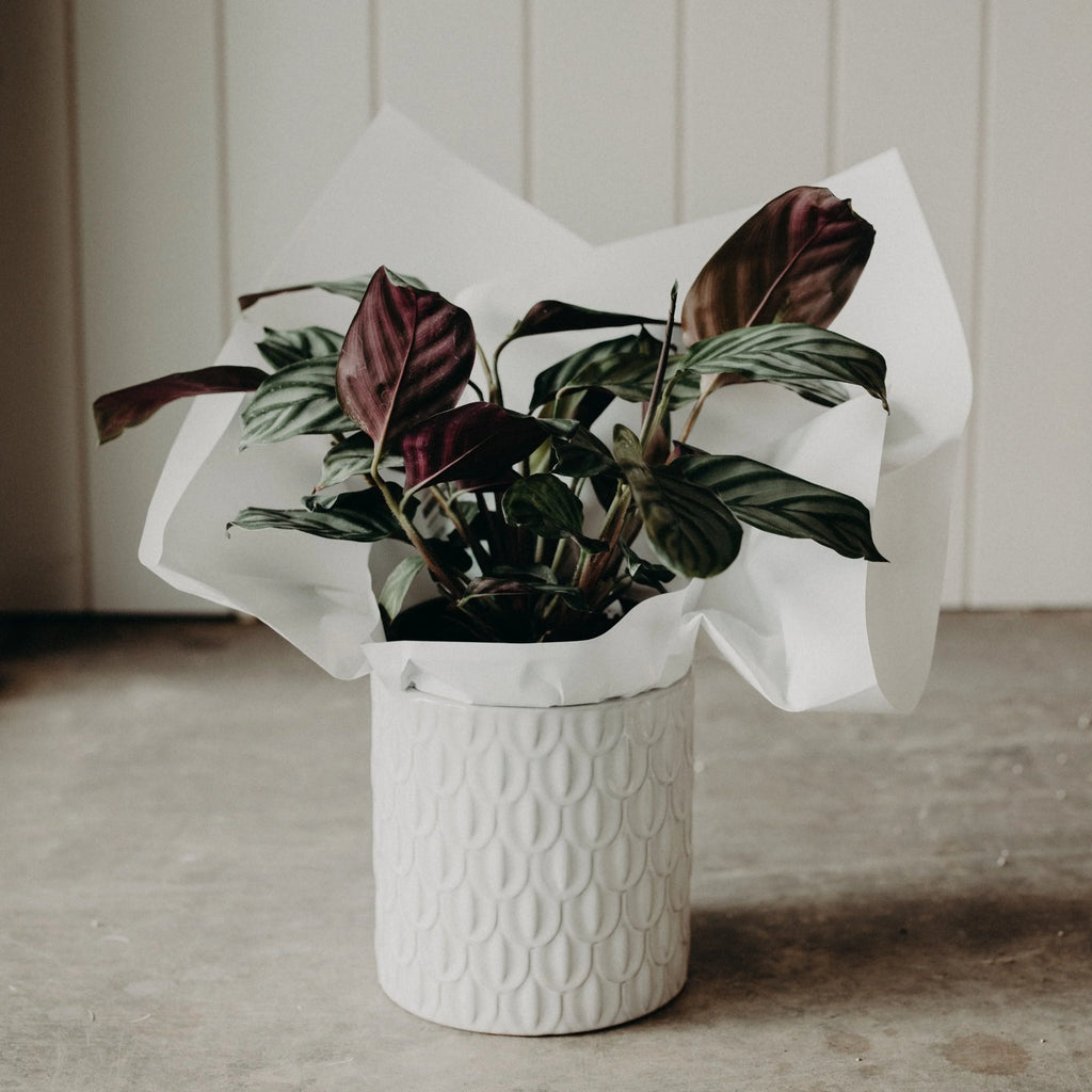 Pre-Order Plant of the Week