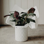 Pre-Order Plant of the Week
