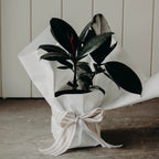 Pre-Order Plant of the Week