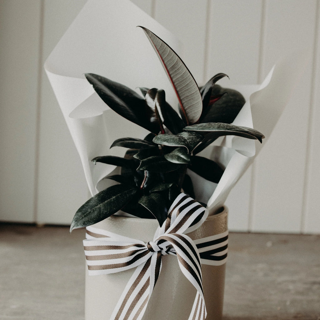 Pre-Order Plant of the Week