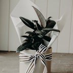 Pre-Order Plant of the Week