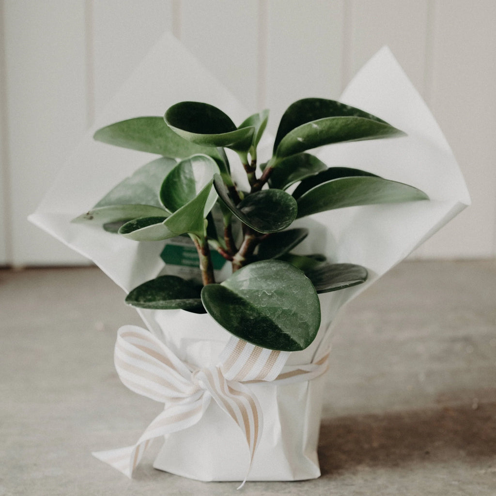 Pre-Order Plant of the Week