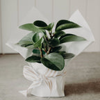 Pre-Order Plant of the Week